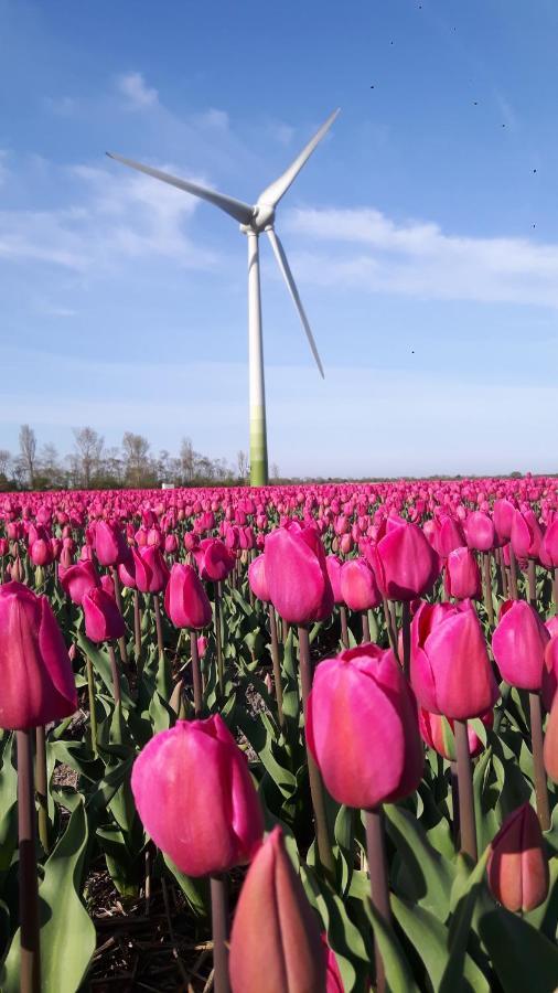 Chalet Casa Quak Petten Kültér fotó